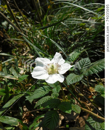 Koishikawa Botanical Garden Shirobana Yamabuki 74035695