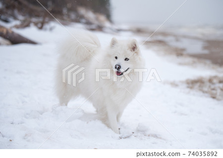 Samoyed white dog is on snow Saulkrasti beach in Latvia 74035892