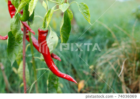 Chili peppers ripening on a bush in the garden. Chili peppers ripening on a bush in the garden. 74036069