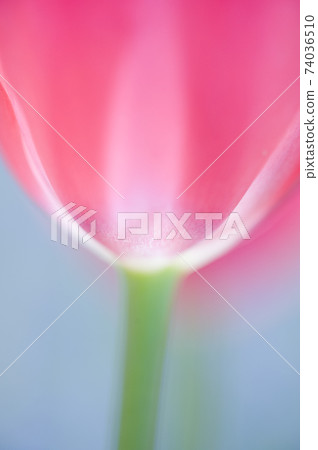 Macro shooting vertical composition of pink tulips Macro shooting vertical composition of pink tulips 74036510