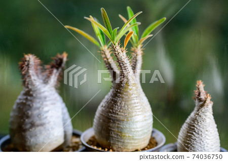 Pakipodium Pakipodium 74036750