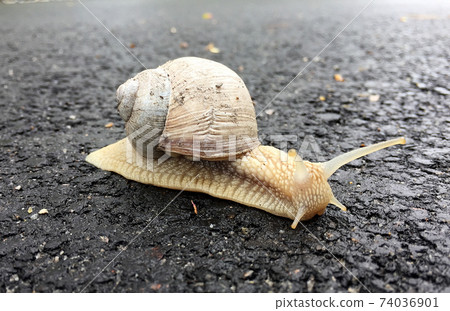 Small garden snail in shell crawling on wet road, slug hurry home Small garden snail in shell crawling on wet road, slug hurry home 74036901