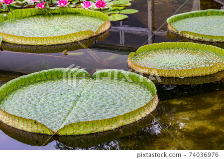 Paraguayan oni bus 74036976