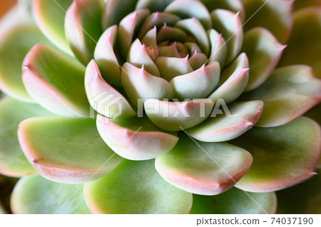 Crystal Rose Crystal Rose 74037190