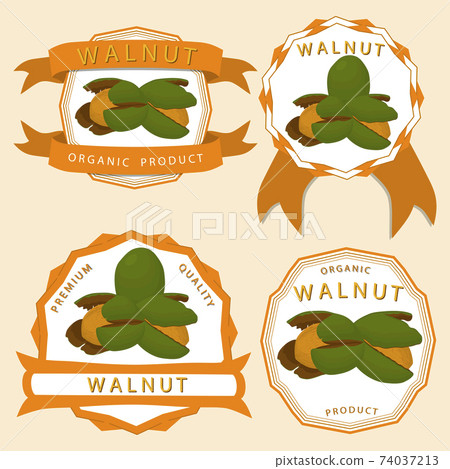 Illustration on theme big set different types walnut in nutshell 74037213