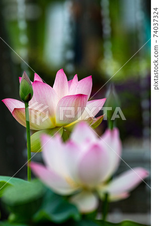 蓮花 蓮花 74037324