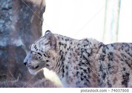 Snow leopard Snow leopard 74037808