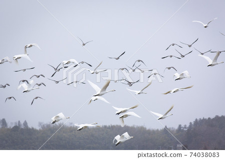 A flock of swans taking off 74038083
