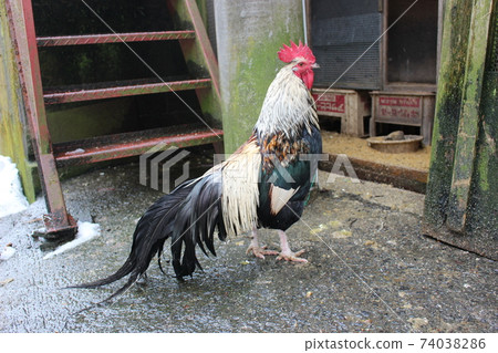 Brave gamecock Brave gamecock 74038286