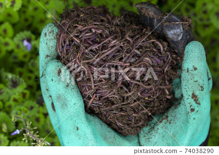Farmer hands holding Fertile soil Farmer hands holding Fertile soil 74038290