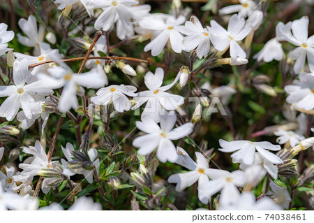 安zu野採摘堰的芝櫻[長野縣] 74038461