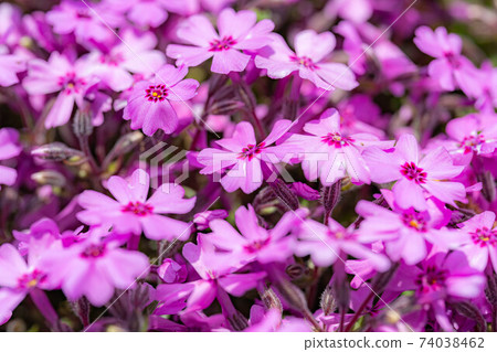 安zu野採摘堰的芝櫻[長野縣] 74038462