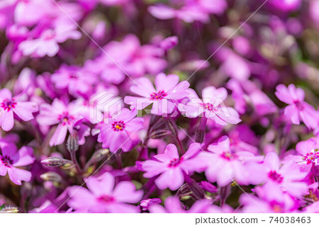 安zu野採摘堰的芝櫻[長野縣] 74038463