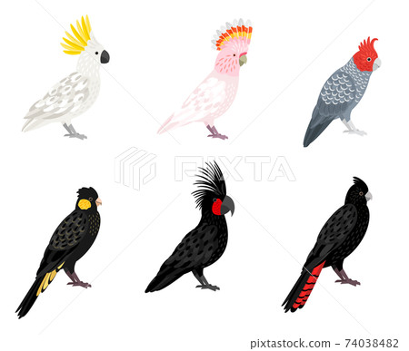 Parrots cockatoo set 74038482