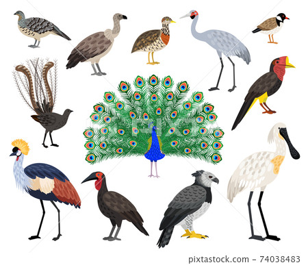 Colored exotic bird set 74038483