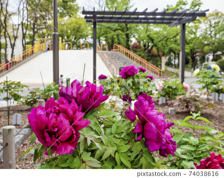Botancho Park, Koto-ku, Tokyo 74038616