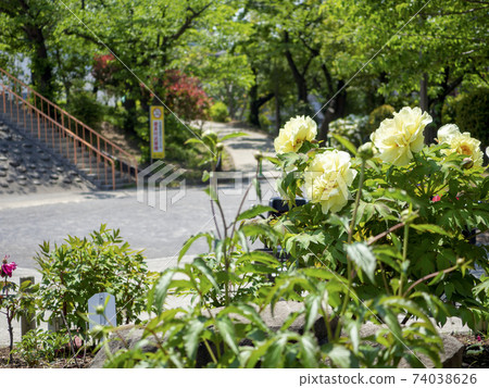 東京江東區植物園公園 東京江東區植物園公園 74038626