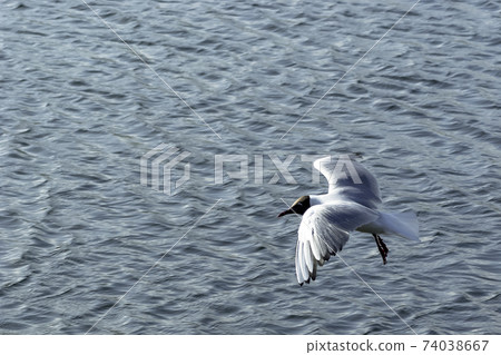 Flying brown-hooded gull (chroicocephalus maculipennis) in park, London, United Kingdom 74038667