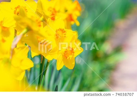 Narcissus flower up [Miyagi Prefecture] 74038707