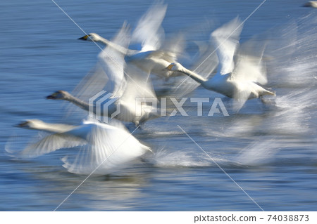 Swan landing site in Kawajima-cho, Hiki-gun, Saitama Prefecture 74038873