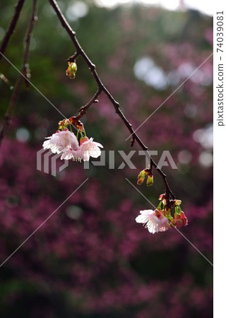 Amami Oshima Hikanzakura getting wet in the rain 74039081