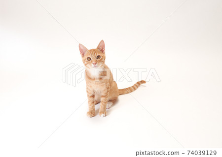 Bicke, a tea tiger kitten sitting in the middle of a white background 74039129