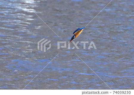 A straight-line kingfisher for predation at the swan landing site in Kawajima-cho, Hiki-gun, Saitama Prefecture A straight-line kingfisher for predation at the swan landing site in Kawajima-cho, Hiki-gun, Saitama Prefecture 74039230
