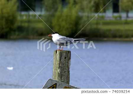 Common Tern in the Bedfont Lakes Country Park, London Common Tern in the Bedfont Lakes Country Park, London 74039254