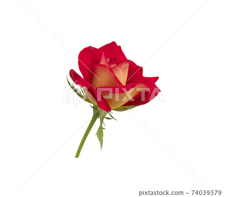 Single freshness red rose isolated Single freshness red rose isolated 74039379