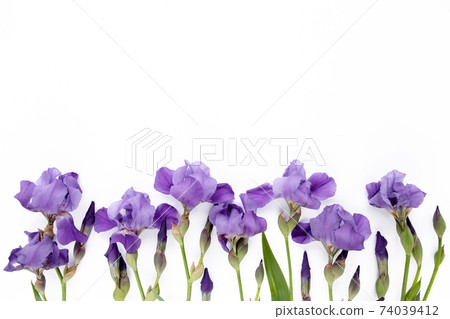 purple iris flowers bouquet on white background. Flat lay, top view purple iris flowers bouquet on white background. Flat lay, top view 74039412