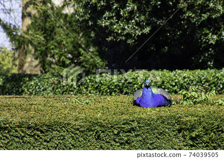 Peacock - male Indian or green peafowl 74039505