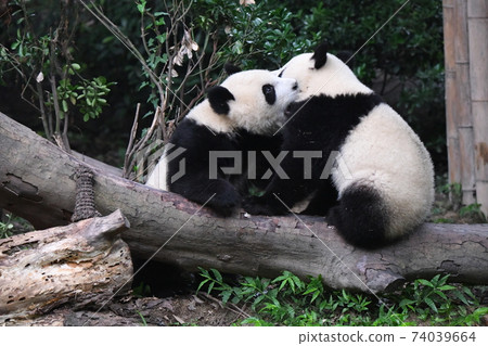 小熊貓互相玩耍 74039664
