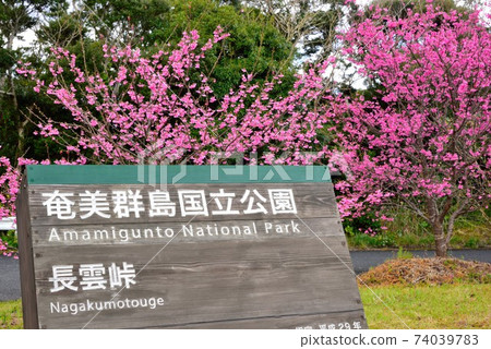 ami美大島長ga通票 74039783