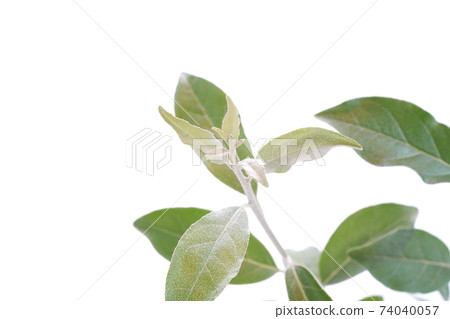 Russian olive Russian olive 74040057