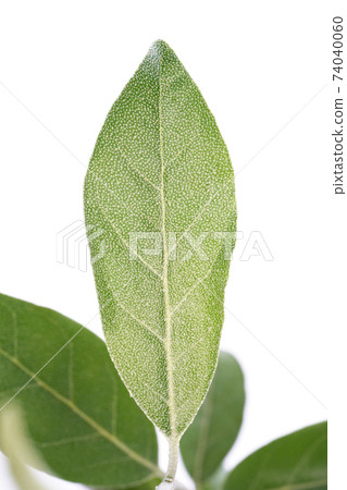 俄羅斯橄欖 俄羅斯橄欖 74040060