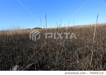 Burnt wasteland 74040118