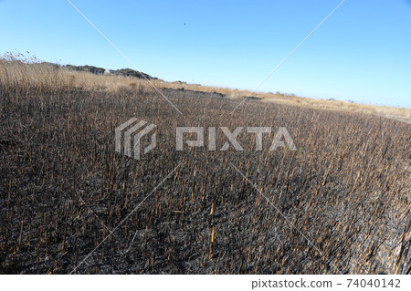 Burnt wasteland 74040142