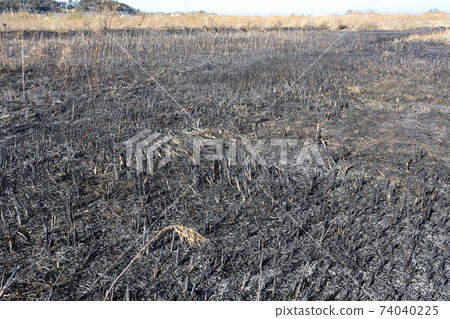 Burnt wasteland Burnt wasteland 74040225