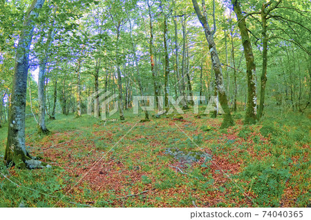 Forest Landscape, Valderejo Natural Park, Spain Forest Landscape, Valderejo Natural Park, Spain 74040365