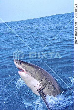 Great White Shark, Gansbaai, South Africa Great White Shark, Gansbaai, South Africa 74040371