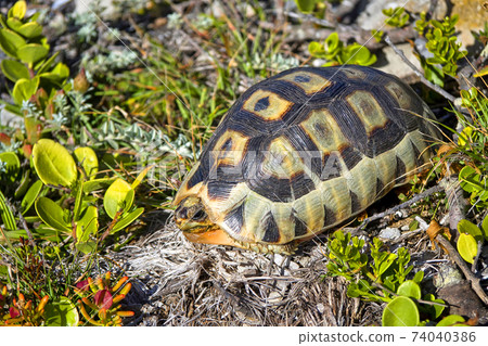 Angulate Tortoise, Walker Bay Nature Reserve, South Africa Angulate Tortoise, Walker Bay Nature Reserve, South Africa 74040386
