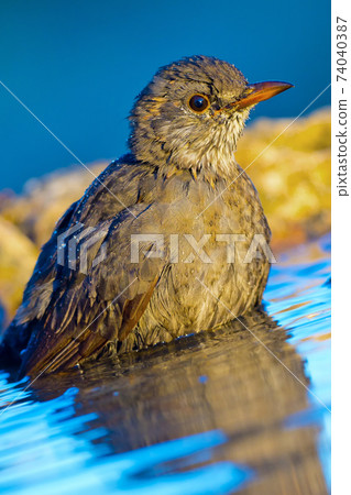 Blackbird, Forest Pond, Mediterranean Forest, Spain Blackbird, Forest Pond, Mediterranean Forest, Spain 74040387