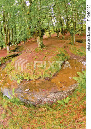 Otzarreta Beech Forest, Gorbeia Natural Park, Spain 74040413