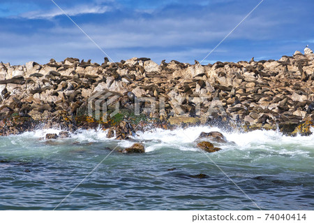 Cape Fur Seals, Shark Alley, Gansbaai, South Africa 74040414