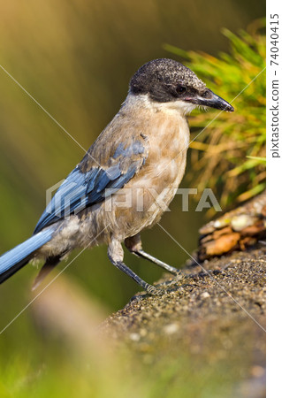 Azure-winged Magpie, Mediterranean Forest, Spain 74040415