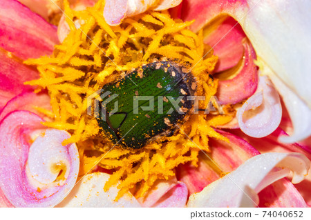 食花害蟲，金龜子甲蟲 74040652