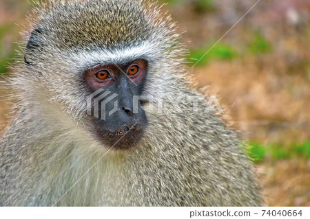 Vervet Monkey, Kruger National Park, South Africa Vervet Monkey, Kruger National Park, South Africa 74040664