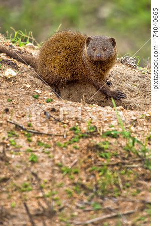 Dwarf mongoose, Kruger National Park, South Africa 74040665