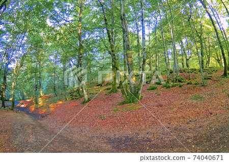 Forest Landscape, Valderejo Natural Park, Spain Forest Landscape, Valderejo Natural Park, Spain 74040671