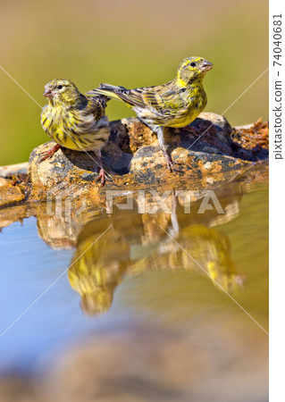 Serin, Forest Pond, Mediterranean Forest, Spain 74040681
